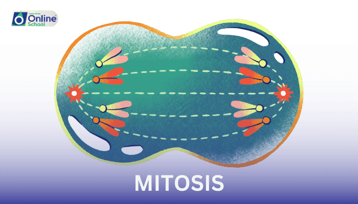 Lesson 05: Mitosis: The Pathway to Genetic Fidelity and Organismal Growth